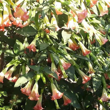 アパート Casa Jacaranda *